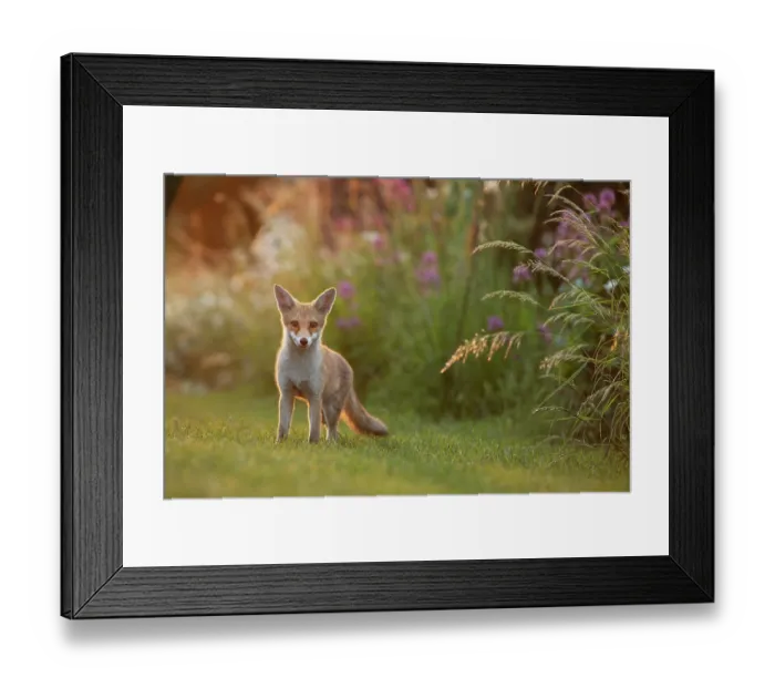 Framed Print : Red fox cub (Vulpes vulpes) on allotment at dusk, London, England Framed Print : Red fox cub (Vulpes vulpes) on allotment at dusk, London, England