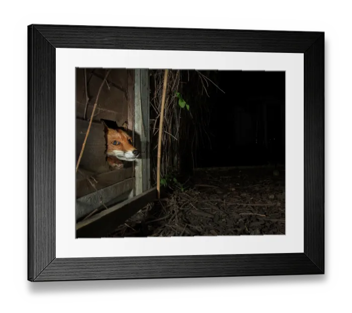 Framed Print : Red fox (Vulpes vulpes) peering through a hole in a garden fence at night, London, England. Taking using a camera trap Framed Print : Red fox (Vulpes vulpes) peering through a hole in a garden fence at night, London, England. Taking using a camera trap