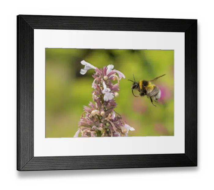 Framed Print : Garden bumblebee (Bombus hortorum) male, in flight approaching Pink catmint flower, Monmouthshire, Wales, UK Framed Print : Garden bumblebee (Bombus hortorum) male, in flight approaching Pink catmint flower, Monmouthshire, Wales, UK