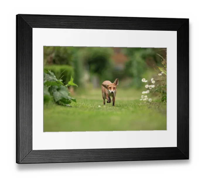 Framed Print : Red fox cub (Vulpes vulpes) in allotment, London, England Framed Print : Red fox cub (Vulpes vulpes) in allotment, London, England