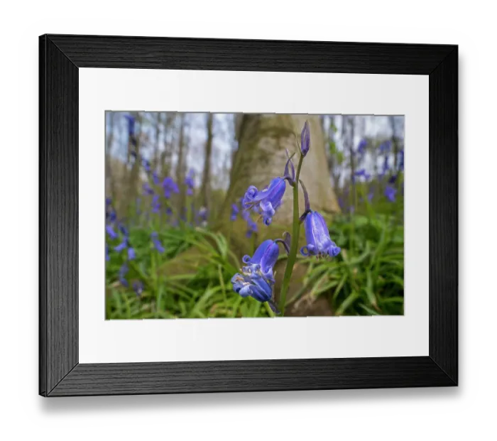Framed Print : Close-up of Bluebells (Hyacinthoides non-scripta) in flower in Beech (Fagus sylvatica) forest in spring, Flanders, Belgium, April Framed Print : Close-up of Bluebells (Hyacinthoides non-scripta) in flower in Beech (Fagus sylvatica) forest in spring, Flanders, Belgium, April