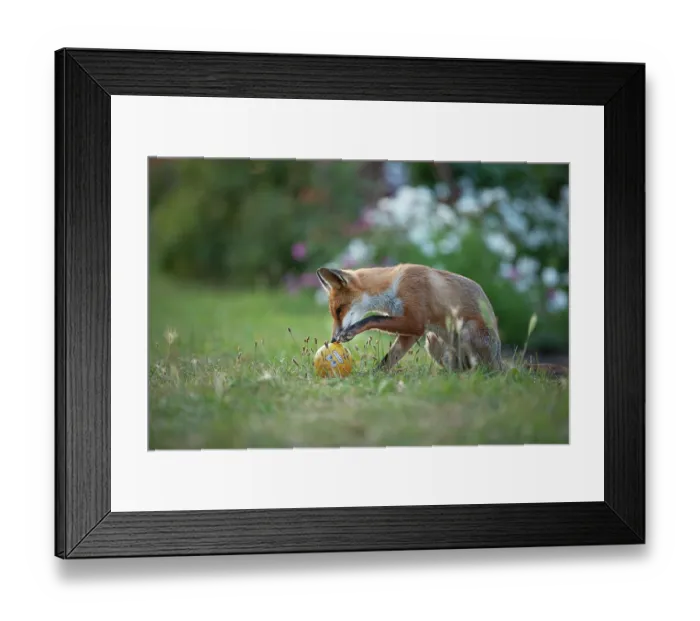 Framed Print : Red fox (Vulpes vulpes) playing with a child's ball on an allotment, London, England Framed Print : Red fox (Vulpes vulpes) playing with a child's ball on an allotment, London, England