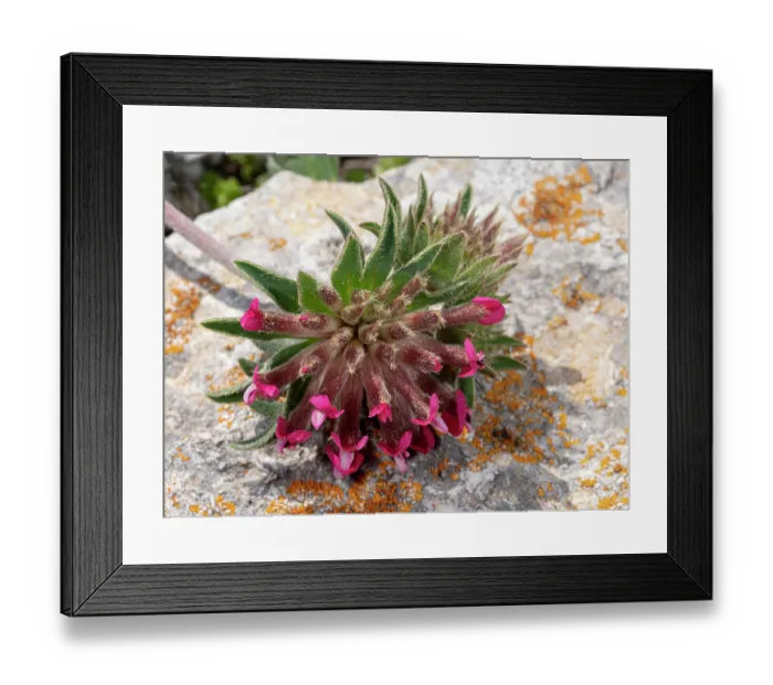 Framed Print : Mountain kidney vetch (Anthyllis montana) in flower on limestone rock, Gargano, Puglia, Italy. April Framed Print : Mountain kidney vetch (Anthyllis montana) in flower on limestone rock, Gargano, Puglia, Italy. April