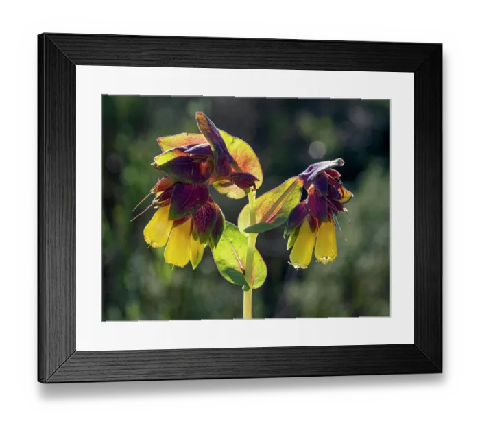 Framed Print : Honeywort (Cerinthe major) in flower, Gargano, Puglia, Italy. April Framed Print : Honeywort (Cerinthe major) in flower, Gargano, Puglia, Italy. April