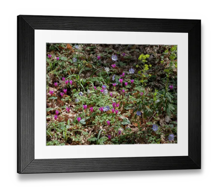Framed Print : Gargano woodland flowers including Ivy-leaved cyclamen (Cyclamen neapolitanum), Apennine anemone (Anemone apennina) and Wood spurge (Euphorbia amygdaloides), Umbra Forest Framed Print : Gargano woodland flowers including Ivy-leaved cyclamen (Cyclamen neapolitanum), Apennine anemone (Anemone apennina) and Wood spurge (Euphorbia amygdaloides), Umbra Forest