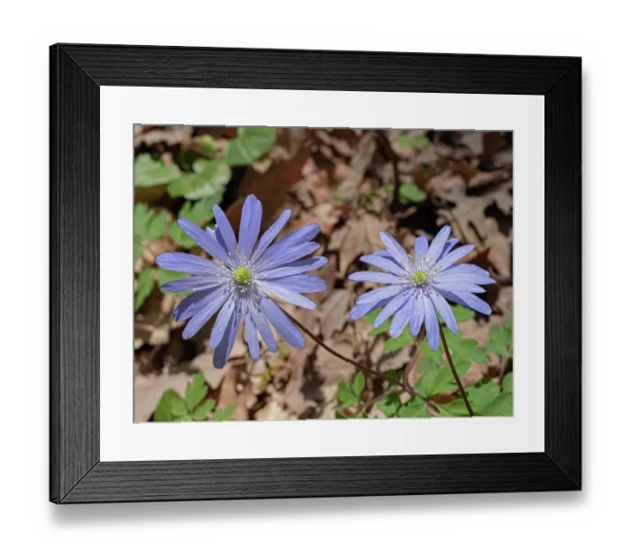 Framed Print : Apennine anemone (Anemone apennina) in flower, Gargano, Puglia, Italy. April Framed Print : Apennine anemone (Anemone apennina) in flower, Gargano, Puglia, Italy. April