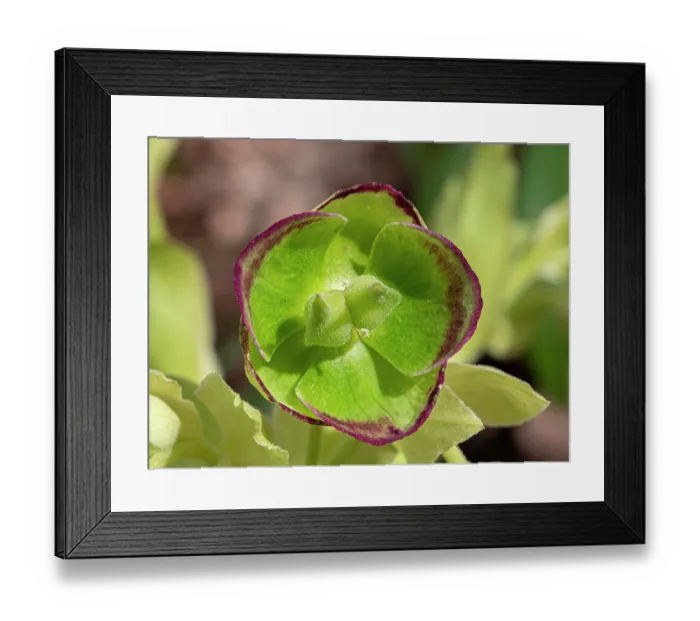 Framed Print : Stinking hellebore (Helleborus foetidus) flower, nr. Monte Sant Angelo, Puglia, Italy. April Framed Print : Stinking hellebore (Helleborus foetidus) flower, nr. Monte Sant Angelo, Puglia, Italy. April