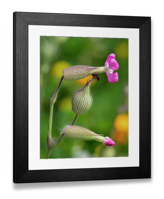 Framed Print : Sand catchfly (Silene conica) in flower, Gargano, Puglia, Italy. April Framed Print : Sand catchfly (Silene conica) in flower, Gargano, Puglia, Italy. April