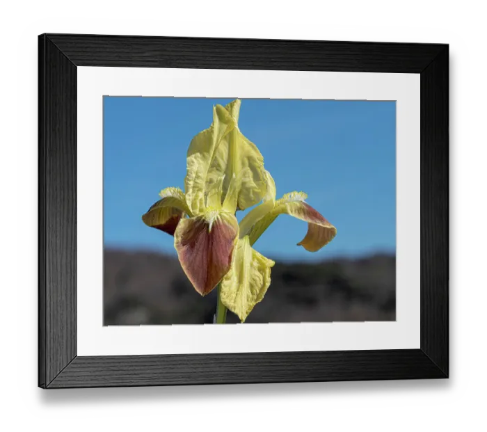 Framed Print : Sicilian iris (Iris pseudopumila) in flower, Gargano, Puglia, Italy. April Framed Print : Sicilian iris (Iris pseudopumila) in flower, Gargano, Puglia, Italy. April