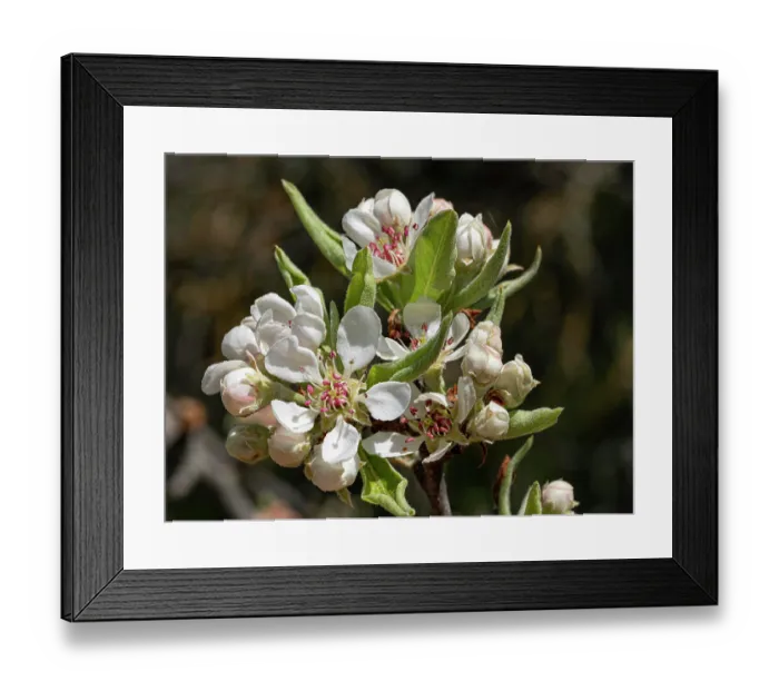 Framed Print : Almond-leaved pear (Pyrus spinosa) blossom, Monte St Angelo, Gargano, Puglia, Italy. April Framed Print : Almond-leaved pear (Pyrus spinosa) blossom, Monte St Angelo, Gargano, Puglia, Italy. April