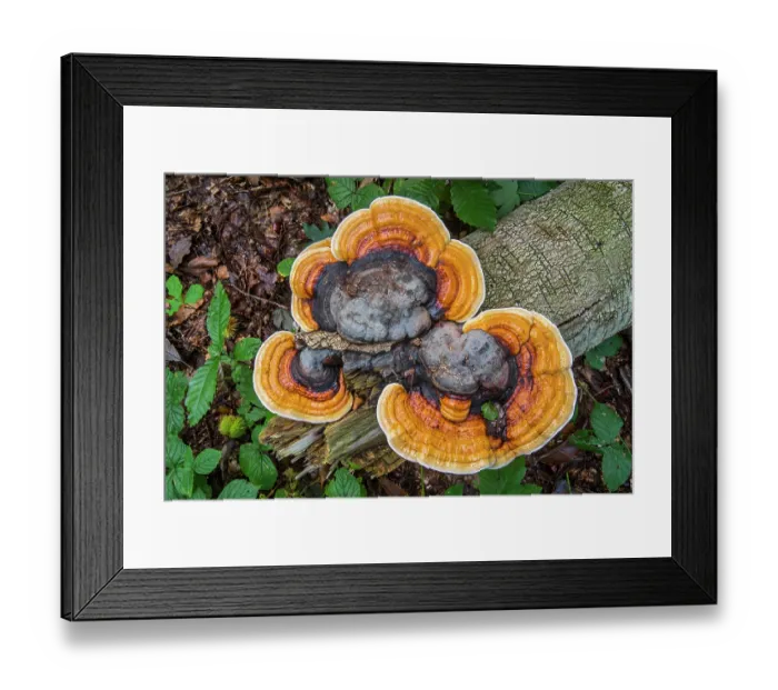 Framed Print : Red-belted bracket fungus (Fomitopsis pinicola) growing on fallen tree trunk in wood in autumn. Flanders, Belgium, October Framed Print : Red-belted bracket fungus (Fomitopsis pinicola) growing on fallen tree trunk in wood in autumn. Flanders, Belgium, October