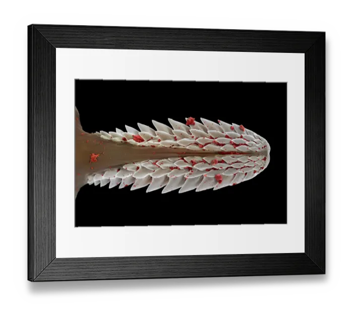 Framed Print : Sheep tick (Ixodes ricinus) mouthparts after being extracted from a dog, UK. False-coloured scanning electon micrograph Framed Print : Sheep tick (Ixodes ricinus) mouthparts after being extracted from a dog, UK. False-coloured scanning electon micrograph