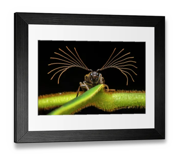 Framed Print : Cedar beetle (Callirhipidae) male, expanding its delicate antennae, trying to track down the distinctive chemical signature of a female on the night air Framed Print : Cedar beetle (Callirhipidae) male, expanding its delicate antennae, trying to track down the distinctive chemical signature of a female on the night air
