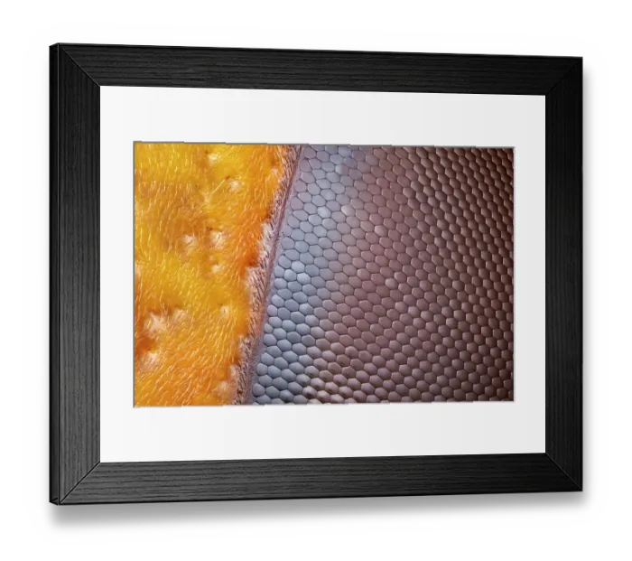 Framed Print : European hornet (Vespa crabro) compound eye detail. The individual hexagonal ommatidia can be seen, tessellated to make up the curved surface of the compund eye Framed Print : European hornet (Vespa crabro) compound eye detail. The individual hexagonal ommatidia can be seen, tessellated to make up the curved surface of the compund eye