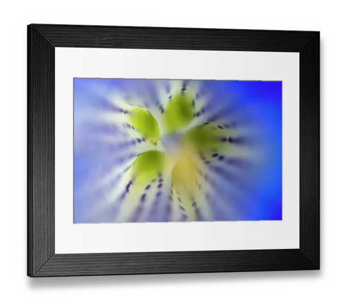Framed Print : Globular springtail (Sminthuridae) inside a Trumpet Gentian flower (Gentiana acaulis), Nordtirol, Austrian Alps, Austria. June Framed Print : Globular springtail (Sminthuridae) inside a Trumpet Gentian flower (Gentiana acaulis), Nordtirol, Austrian Alps, Austria. June