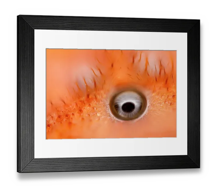 Framed Print : European hornet (Vespa crabro) ocellus (simple eye) detail, Sherwood Forest, Nottinghamshire, UK. November. x70 life size when printed at 10cm across. Focus stacked Framed Print : European hornet (Vespa crabro) ocellus (simple eye) detail, Sherwood Forest, Nottinghamshire, UK. November. x70 life size when printed at 10cm across. Focus stacked