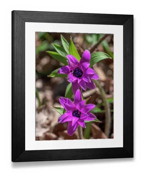 Framed Print : Anemone (Anemone heldreichii) in flower, Bosco Quarto, Gargano, Puglia, Italy. April Framed Print : Anemone (Anemone heldreichii) in flower, Bosco Quarto, Gargano, Puglia, Italy. April