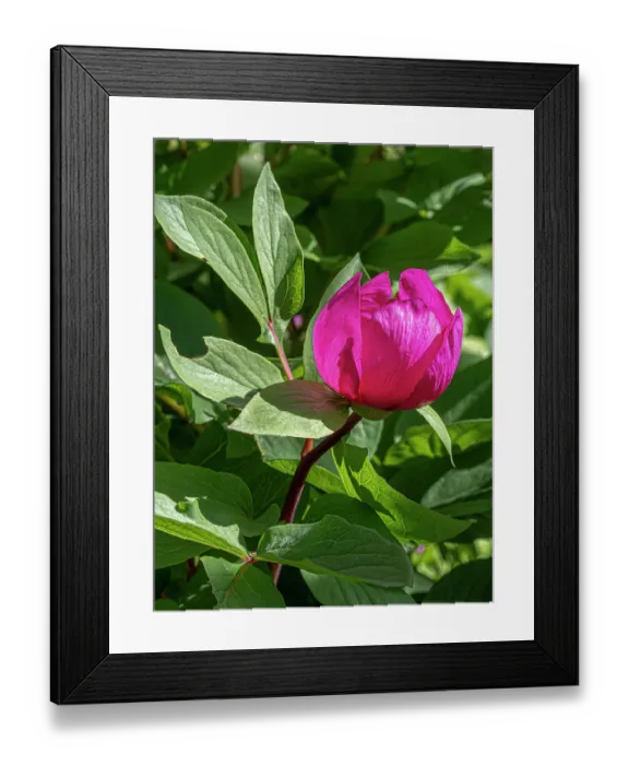 Framed Print : Male peony (Paeonia mascula) in flower, Monte St Angelo, Gargano, Puglia, Italy. April