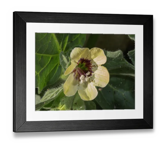Framed Print : White henbane (Hyoscyamus albus) in flower, Monte Sant Angelo, Gargano, Puglia, Italy. April Framed Print : White henbane (Hyoscyamus albus) in flower, Monte Sant Angelo, Gargano, Puglia, Italy. April