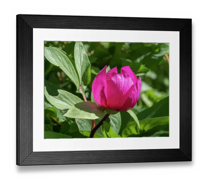 Framed Print : Male peony (Paeonia mascula) in flower, Monte St Angelo, Gargano, Puglia, Italy. April Framed Print : Male peony (Paeonia mascula) in flower, Monte St Angelo, Gargano, Puglia, Italy. April