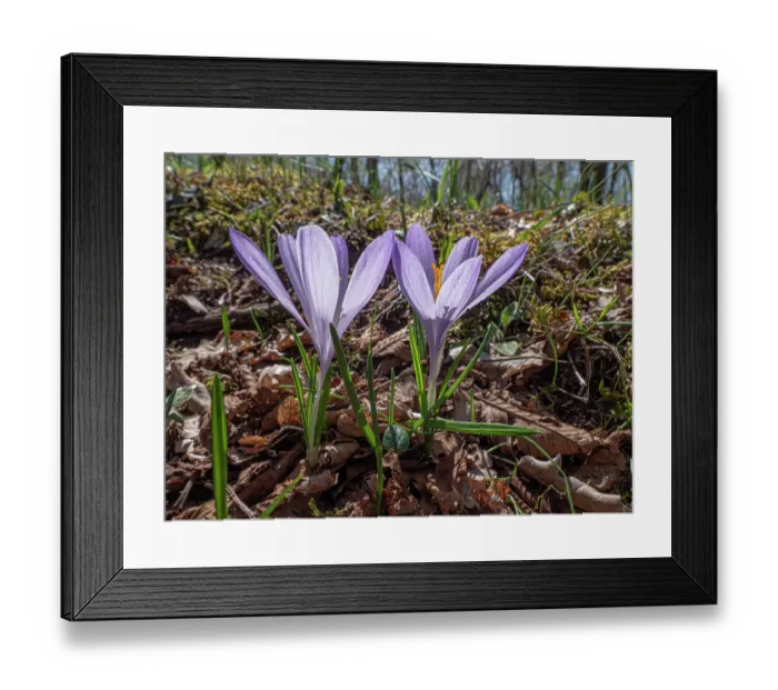 Framed Print : Neapolitan crocus (Crocus neapolitanus) in flower in woodland, Bosco Quarto, Gargano, Puglia, Italy. April Framed Print : Neapolitan crocus (Crocus neapolitanus) in flower in woodland, Bosco Quarto, Gargano, Puglia, Italy. April