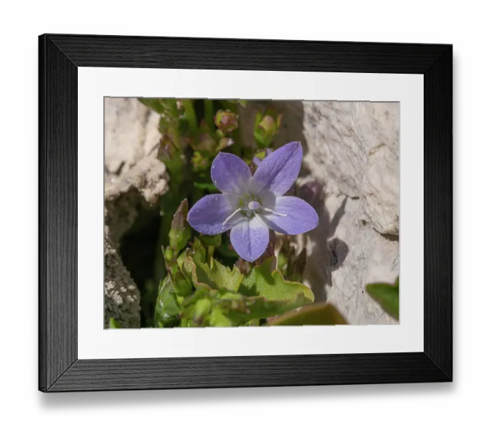 Framed Print : Gargano bellflower (Campanula garganica) in flower on limestone cliff, nr. Santa Maria Di Pulsano, Gargano, Puglia, Italy. April Framed Print : Gargano bellflower (Campanula garganica) in flower on limestone cliff, nr. Santa Maria Di Pulsano, Gargano, Puglia, Italy. April