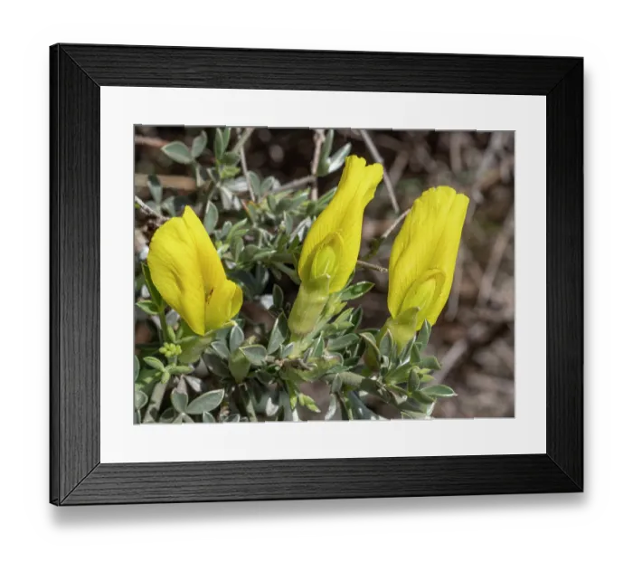 Framed Print : Thorny broom (Chamaecytisus spinescens) in flower, Monte Sant Angelo, Gargano, Puglia, Italy. April Framed Print : Thorny broom (Chamaecytisus spinescens) in flower, Monte Sant Angelo, Gargano, Puglia, Italy. April