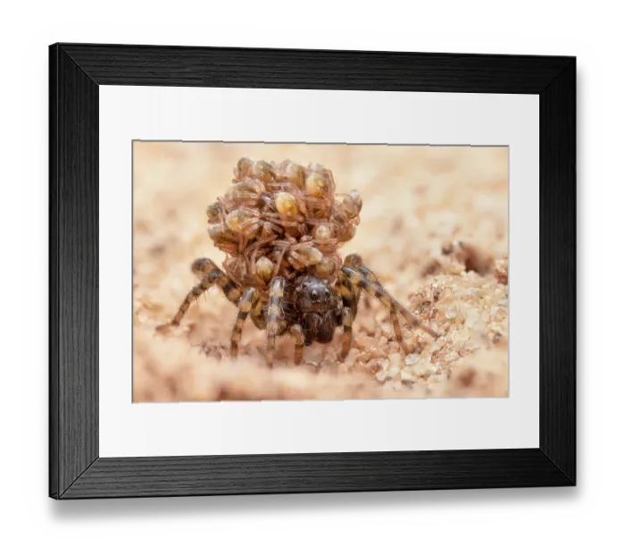 Framed Print : Wolf spider (Paradosa sp.) female, carrying brood of spiderlings on her back, Nottinghamshire, UK. June Framed Print : Wolf spider (Paradosa sp.) female, carrying brood of spiderlings on her back, Nottinghamshire, UK. June