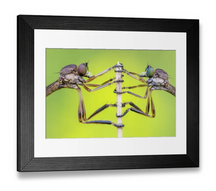 Framed Print : Striped slender robberflies (Leptogaster cylindrica) pair roosting after mating. Bestwood Country Park, Nottinghamshire, UK. June. Focus stacked Framed Print : Striped slender robberflies (Leptogaster cylindrica) pair roosting after mating. Bestwood Country Park, Nottinghamshire, UK. June. Focus stacked