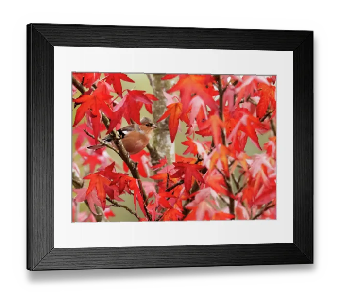 Framed Print : Chaffinch (Fringilla coelebs) perched in Sweetgum (Liquidambar styraciflua) tree, Ambleside, Lake District, Cumbria, UK. October Framed Print : Chaffinch (Fringilla coelebs) perched in Sweetgum (Liquidambar styraciflua) tree, Ambleside, Lake District, Cumbria, UK. October