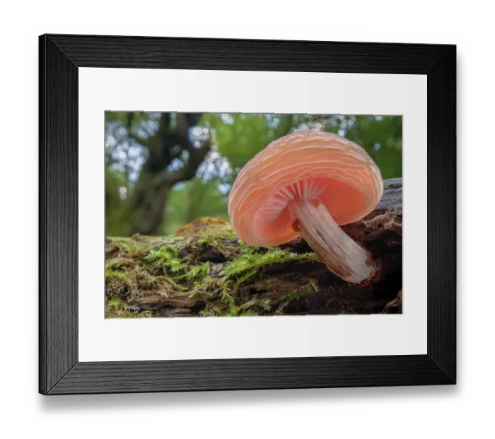 Framed Print : Wrinkled peach (Rhodotus palmatus) fungus growing on decaying Elm (Ulmus) tree branch, Peak District National Park, Derbyshire, UK. September Framed Print : Wrinkled peach (Rhodotus palmatus) fungus growing on decaying Elm (Ulmus) tree branch, Peak District National Park, Derbyshire, UK. September