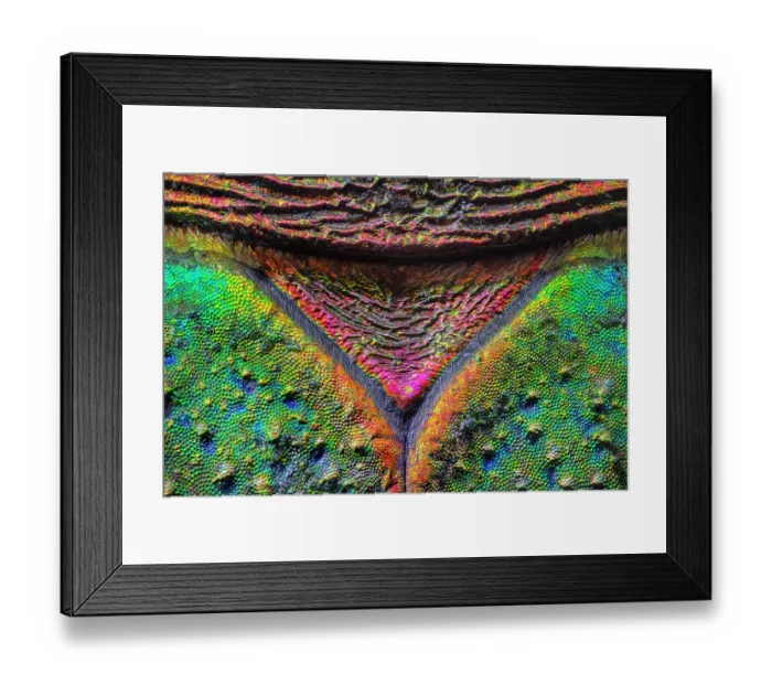 Framed Print : Green tiger beetle (Cicindela campestris) detail of scutellum. From a dead specimen found in Nottinghamshire, UK. July. Focus stacked using a x20 microscope objective