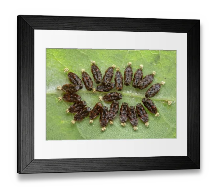 Framed Print : Parasitoid wasp (Eulophidae) pupae resting on a leaf, having developed within the body of a now deceased caterpillar host, Sherwood Forest, Nottinghamshire, UK. July Framed Print : Parasitoid wasp (Eulophidae) pupae resting on a leaf, having developed within the body of a now deceased caterpillar host, Sherwood Forest, Nottinghamshire, UK. July