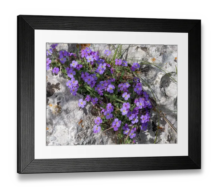 Framed Print : Gargano aubrieta (Aubrieta columnae italica) in flower among limestone rocks, Monte St Angelo, Gargano, Italy. April Framed Print : Gargano aubrieta (Aubrieta columnae italica) in flower among limestone rocks, Monte St Angelo, Gargano, Italy. April