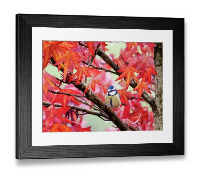 Framed Print : Blue tit (Cyanistes caeruleus) perched in Sweetgum (Liquidambar styraciflua) tree, Ambleside, Lake District, Cumbria, UK. October Framed Print : Blue tit (Cyanistes caeruleus) perched in Sweetgum (Liquidambar styraciflua) tree, Ambleside, Lake District, Cumbria, UK. October
