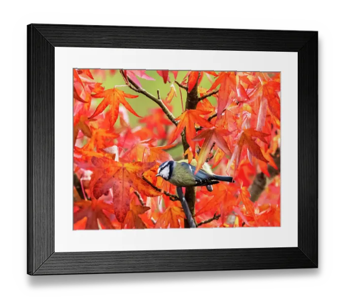 Framed Print : Blue tit (Cyanistes caeruleus) perched in Sweetgum (Liquidambar styraciflua) tree, Ambleside, Lake District, Cumbria, UK. October