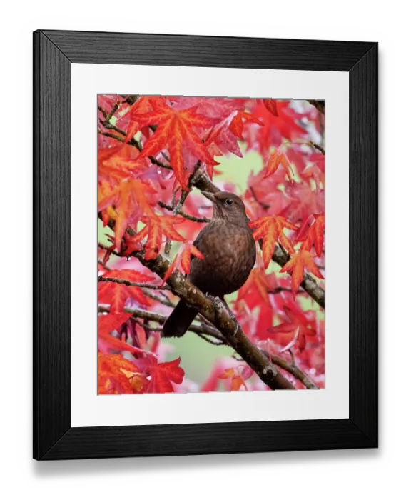 Framed Print : Blackbird (Turdus merula) female, perched in Sweetgum (Liquidambar styraciflua) tree, Ambleside, Lake District, Cumbria, UK. October Framed Print : Blackbird (Turdus merula) female, perched in Sweetgum (Liquidambar styraciflua) tree, Ambleside, Lake District, Cumbria, UK. October