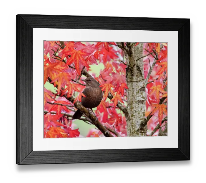 Framed Print : Blackbird (Turdus merula) female, perched in Sweetgum (Liquidambar styraciflua) tree, Ambleside, Lake District, Cumbria, UK. October Framed Print : Blackbird (Turdus merula) female, perched in Sweetgum (Liquidambar styraciflua) tree, Ambleside, Lake District, Cumbria, UK. October