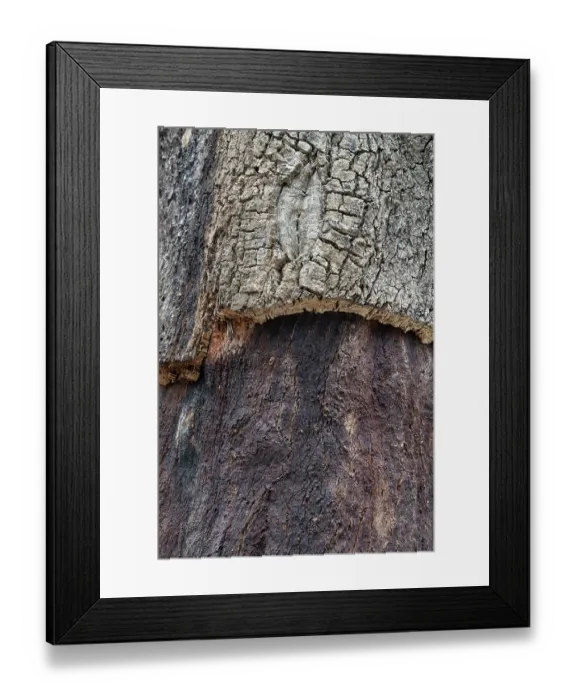 Framed Print : Cork oak (Quercus suber) bark detail, Portugal. June Framed Print : Cork oak (Quercus suber) bark detail, Portugal. June