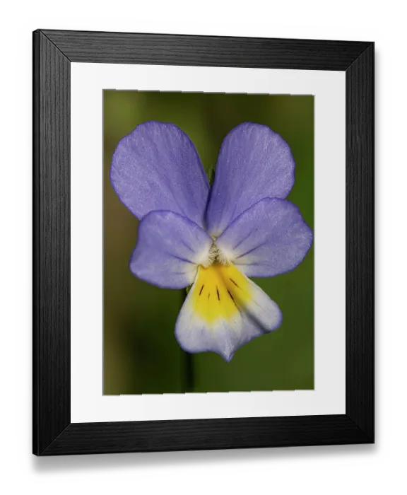 Framed Print : Field pansy (Viola arvensis) flower, nr. Vitozza, Tuscany, Italy. February Framed Print : Field pansy (Viola arvensis) flower, nr. Vitozza, Tuscany, Italy. February