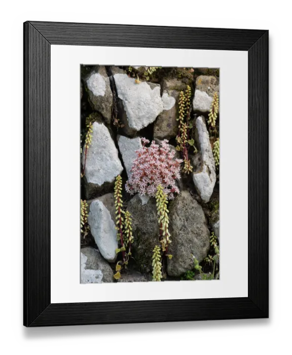 Framed Print : English stonecrop (Sedum anglicum) with Navelwort (Umbilicus rupestris) growing on old drystone wall, Pentire, Cornwall, UK. May Framed Print : English stonecrop (Sedum anglicum) with Navelwort (Umbilicus rupestris) growing on old drystone wall, Pentire, Cornwall, UK. May