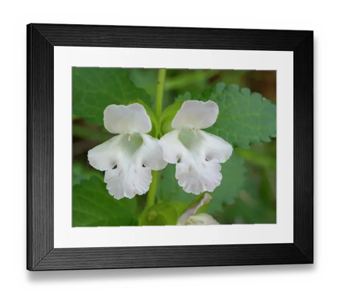 Framed Print : Bastard balm (Melittis melissophyllum) in flower, nr. Torrealfina, Orvieto, Italy. May Framed Print : Bastard balm (Melittis melissophyllum) in flower, nr. Torrealfina, Orvieto, Italy. May