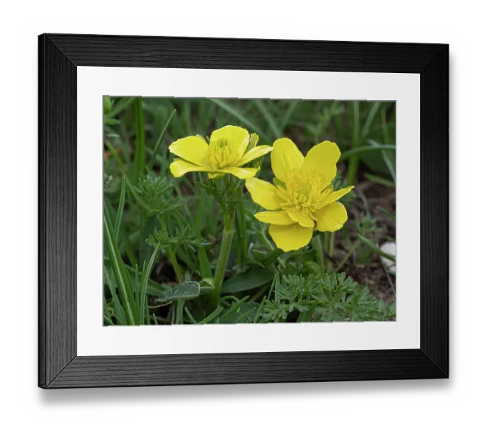 Framed Print : Yarrow-leaved buttercups (Ranunculus millefoliatus) in flower, Abruzzo, Italy. May