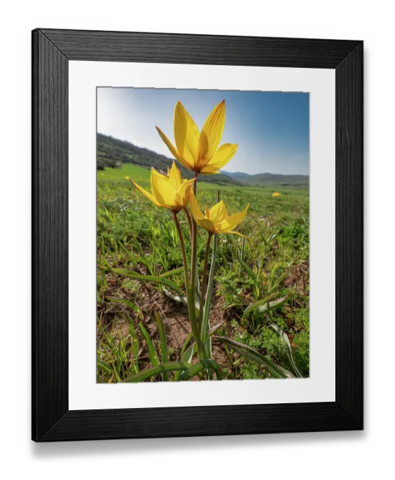 Framed Print : Yellow tulips (Tulipa sylvestris) in flower in grassland, nr. Monte St Angelo, Gargano, Puglia, Italy. April Framed Print : Yellow tulips (Tulipa sylvestris) in flower in grassland, nr. Monte St Angelo, Gargano, Puglia, Italy. April