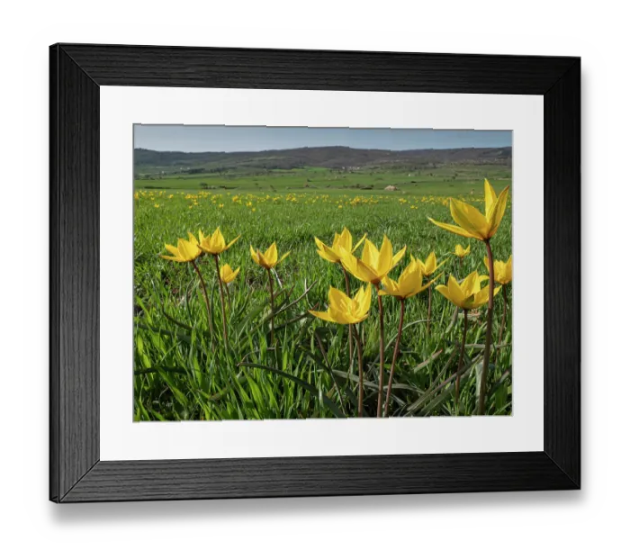 Framed Print : Yellow tulips (Tulipa sylvestris) in flower in grassland, nr. Monte St Angelo, Gargano, Puglia, Italy. April Framed Print : Yellow tulips (Tulipa sylvestris) in flower in grassland, nr. Monte St Angelo, Gargano, Puglia, Italy. April