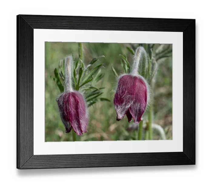 Framed Print : Mountain pasque flower (Pulsatilla montana) in flower on hillside, Abruzzo, Italy. May Framed Print : Mountain pasque flower (Pulsatilla montana) in flower on hillside, Abruzzo, Italy. May