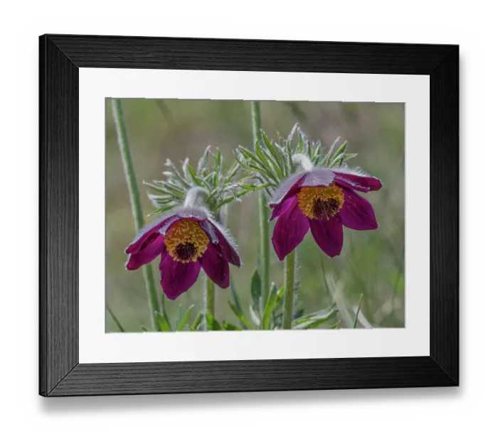Framed Print : Mountain pasque flowers (Pulsatilla montana) in flower on hillside, Abruzzo, Italy. May