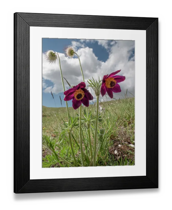 Framed Print : Mountain pasque flowers (Pulsatilla montana) in flower on hillside, Abruzzo, Italy. May Framed Print : Mountain pasque flowers (Pulsatilla montana) in flower on hillside, Abruzzo, Italy. May