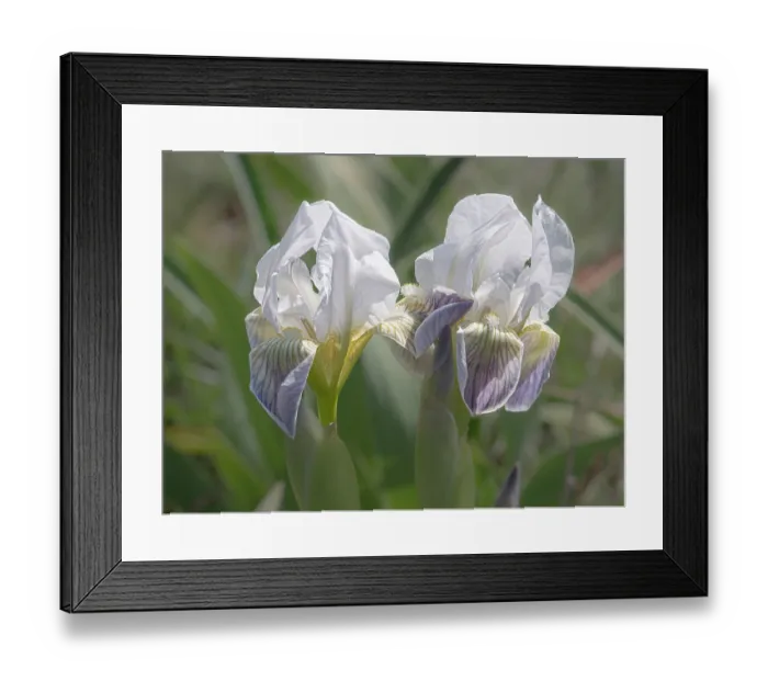 Framed Print : Twin-flowered iris (Iris bicapitata) in flower, Gargano, Puglia, Italy. April Framed Print : Twin-flowered iris (Iris bicapitata) in flower, Gargano, Puglia, Italy. April