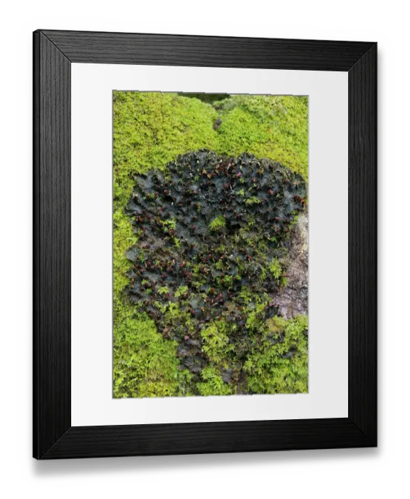 Framed Print : Dog lichen (Peltigera canina) on stone, Exmoor, Somerset, UK. May Framed Print : Dog lichen (Peltigera canina) on stone, Exmoor, Somerset, UK. May